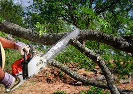 How Our Tree Care Process Works  in  Newark, TX