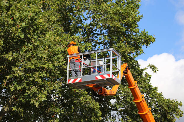 Best Root Management and Removal  in Newark, TX