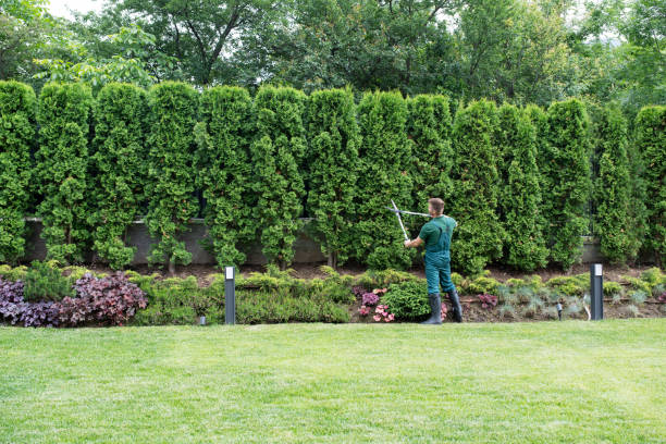 Best Lawn Maintenance Plans  in Newark, TX