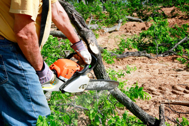 Best Tree Maintenance Programs  in Newark, TX